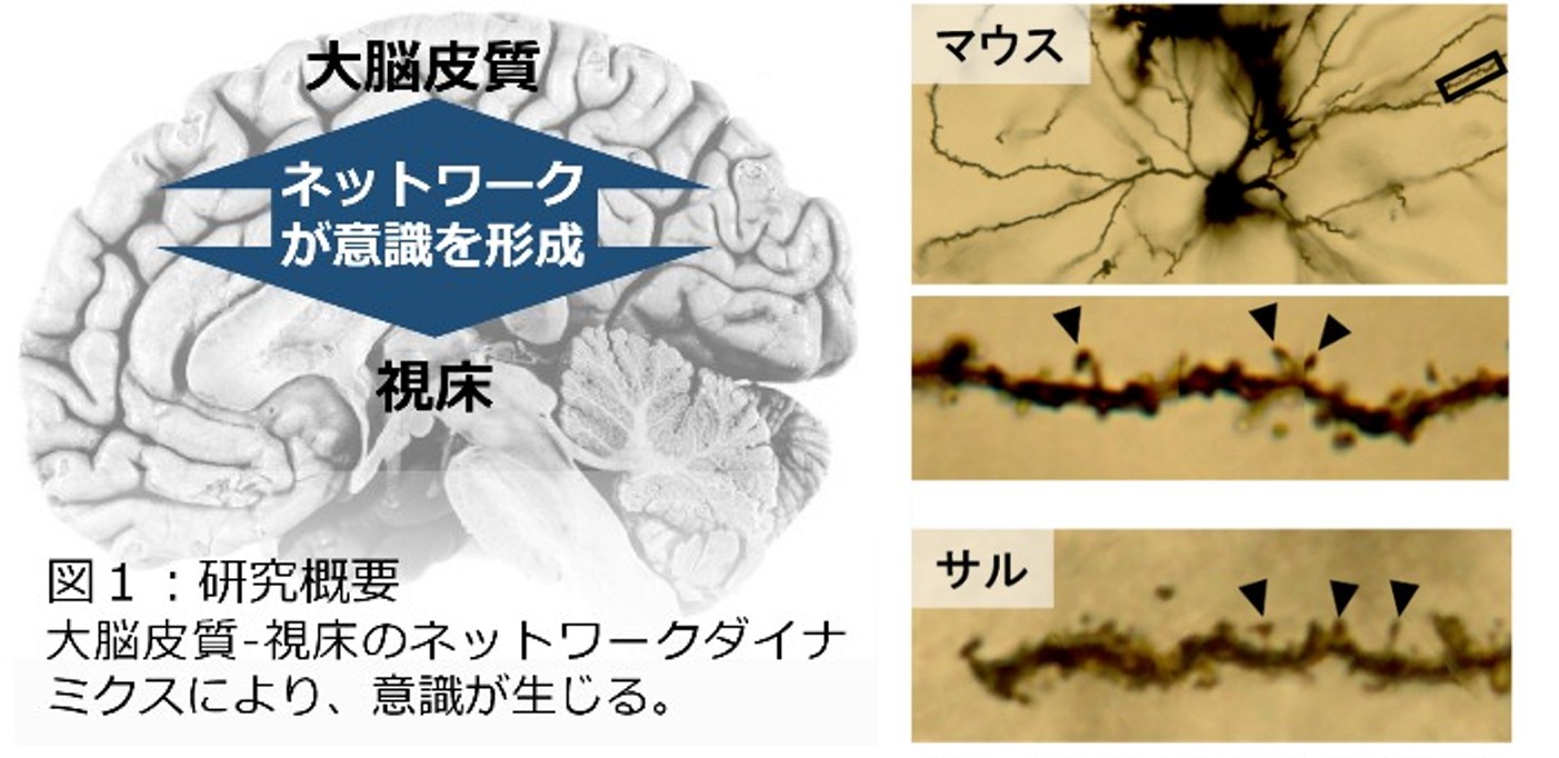 大脳皮質－視床のネットワーク