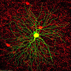 Neurons in the retina