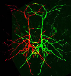 Cortical neurons