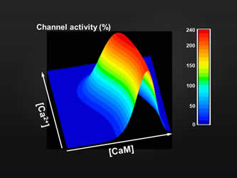3D graph of Cav1.2 channel activity